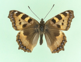 brunneoviolacea Small Tortoiseshell (Aglais urticae)