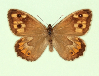punctata Grayling (Hipparchia semele)