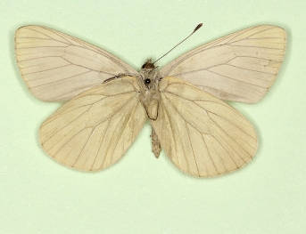 obscurata Green-veined White (Pieris napi)