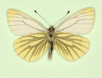 subtimpunctata Green-veined White (Pieris napi)