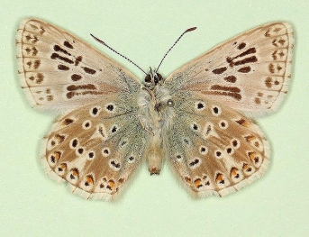 parallela Chalkhill Blue (Polyommatus (Lysandra) coridon)