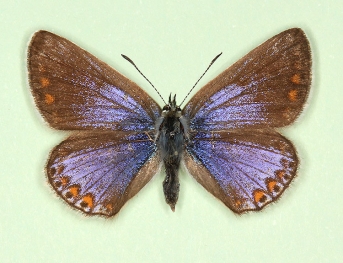 apicata-thestylis Common Blue (Polyommatus (Lysandra) icarus)