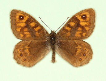 reducta Wall (Lassiommata megaera)