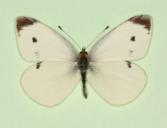 praeterita Small White (Pieris rapae)