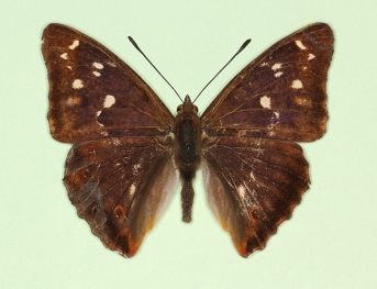 iolata Purple Emperor (Apatura iris)