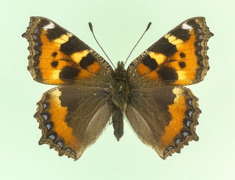 nubilata Small Tortoiseshell (Aglais urticae)