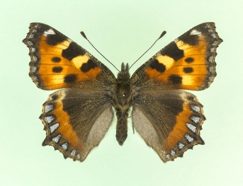 magnilunulata Small Tortoiseshell (Aglais urticae)