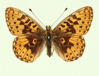 nov Pearl-bordered Fritillary (Boloria euphrosyne)