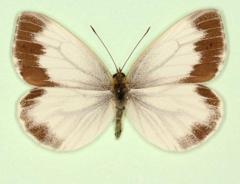 funebris Green-veined White (Pieris napi)