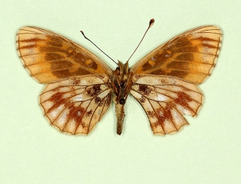 nigricans Small Pearl-bordered Fritillary (Boloria selene)