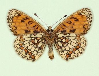 commacula Heath Fritillary (Melitaea athalia)