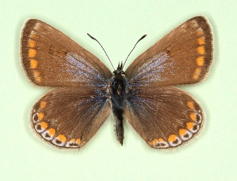 aurescens Common Blue (Polyommatus (Lysandra) icarus)
