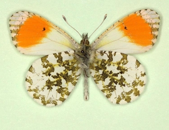 nov Orange-tip (Anthocharis cardamines)