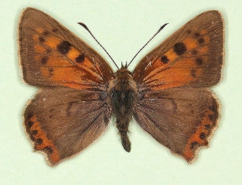 brunnescens Small Copper (Lycaena phlaeas)