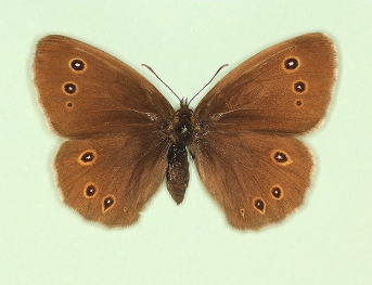 hyperopthalma + lanceolata Ringlet (Aphantopus hyperanthus)