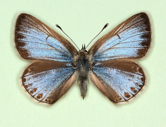 nov Common Blue (Polyommatus (Lysandra) icarus)