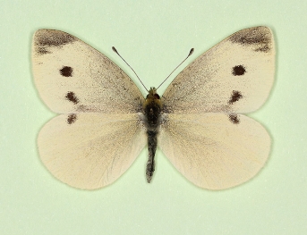 atomaria Small White (Pieris rapae)