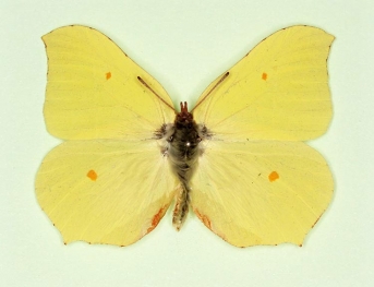 ab. nov Brimstone (Gonepteryx rhamni)