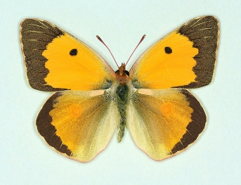 cremonae Clouded Yellow (Colias croceus)
