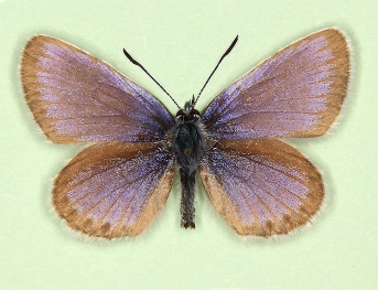 ab. nov Silver-studded Blue (Plebejus argus)