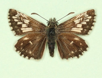 taras Grizzled Skipper (Pyrgus malvae)