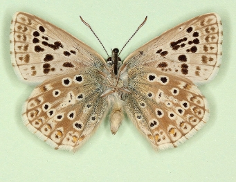 lunaextensa Chalkhill Blue (Polyommatus (Lysandra) coridon)