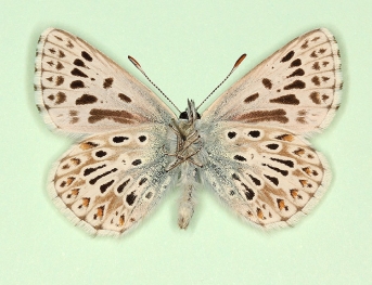 extensa Chalkhill Blue (Polyommatus (Lysandra) coridon)