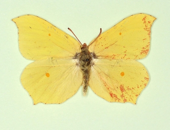 trans ab. roseotincta  Brimstone (Gonepteryx rhamni)