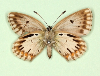 alba-radiata Chalkhill Blue (Polyommatus (Lysandra) coridon)