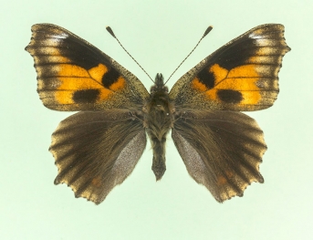 nigricaria Small Tortoiseshell (Aglais urticae)