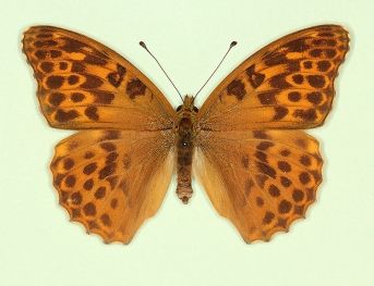 transversa Silver-washed Fritillary (Argynnis paphia)