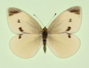 divisa Small White (Pieris rapae)