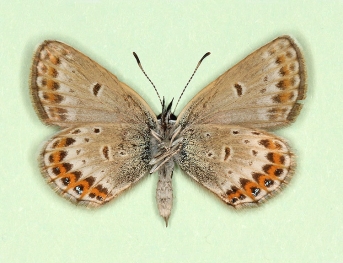 privata Silver-studded Blue (Plebejus argus)