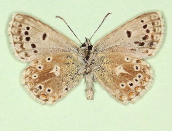 discreta + ultraimpuncta Chalkhill Blue (Polyommatus (Lysandra) coridon)