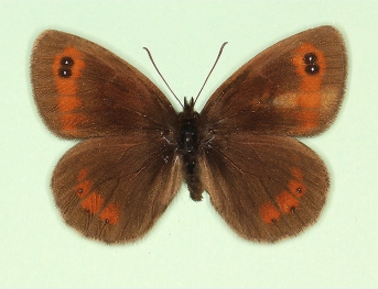 binotata Scotch Argus (Erebia aethiops)