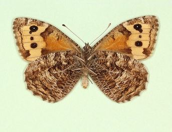 quadriocellata Grayling (Hipparchia semele)