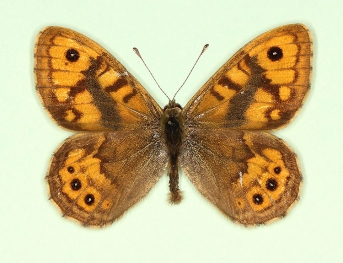 ab. nov Wall (Lassiommata megaera)