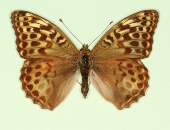 nov Silver-washed Fritillary (Argynnis paphia)