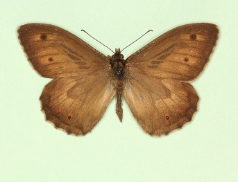 ab. nov Grayling (Hipparchia semele)