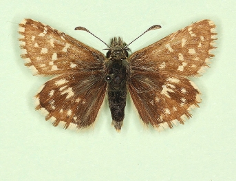 ab. nov Grizzled Skipper (Pyrgus malvae)