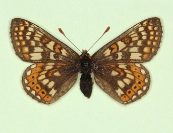 ochrea Marsh Fritillary (Euphydryas aurinia)