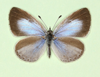 pauper Holly Blue (Celastrina argiolus)