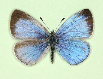 Bilateral gynandromorph Holly Blue (Celastrina argiolus)