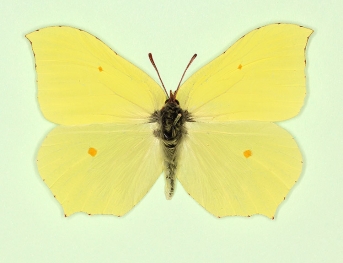 Brimstone (Gonepteryx rhamni)