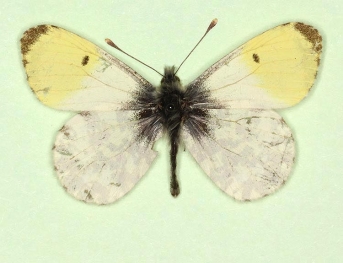 aureoflavescens Orange-tip (Anthocharis cardamines)
