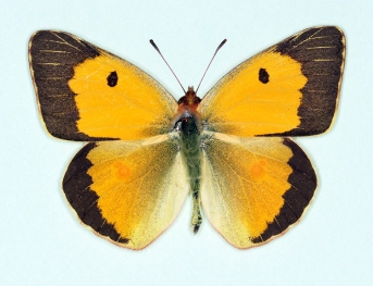retracta Clouded Yellow (Colias croceus)
