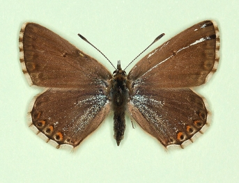 mosaic gynandromorph Chalkhill Blue (Polyommatus (Lysandra) coridon)