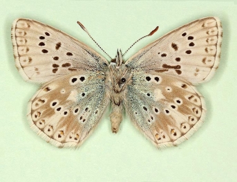 semibiarcuata + glomerata Chalkhill Blue (Polyommatus (Lysandra) coridon)