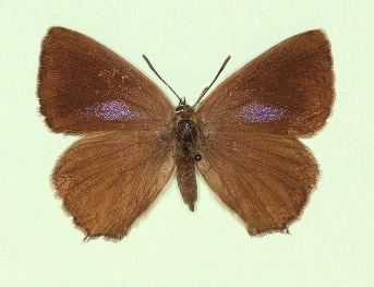 obsoleta Purple Hairstreak (Neozephyrus quercus)