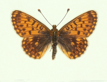 gerda Small Pearl-bordered Fritillary (Boloria selene)